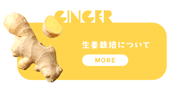 sp_banner_ginger
