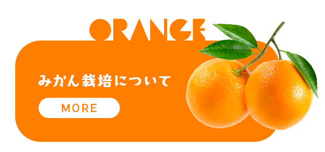 sp_banner_orange